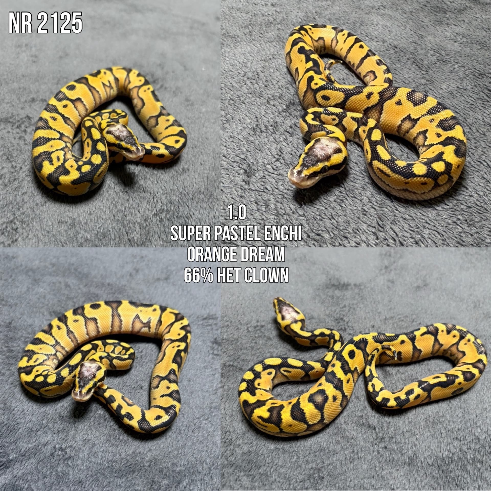 Python regius - Pyton królewski (Python regius) | Terra Market