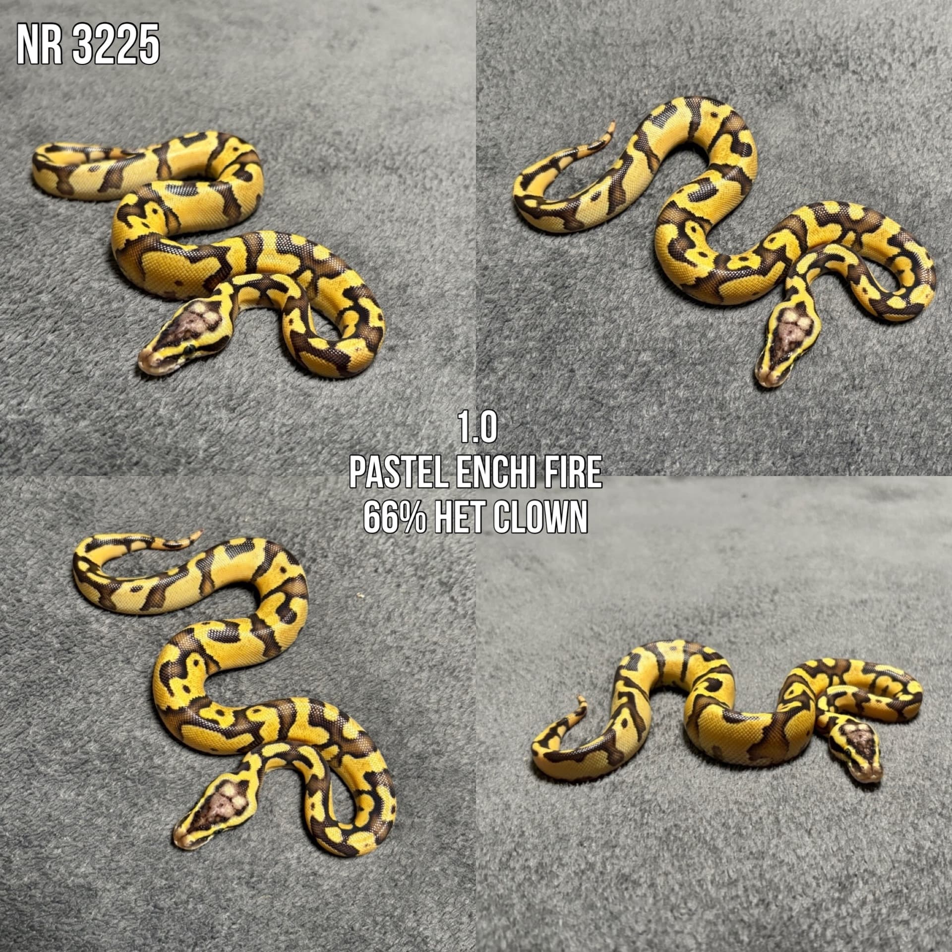 Python regius - Pyton królewski (Python regius) | Terra Market