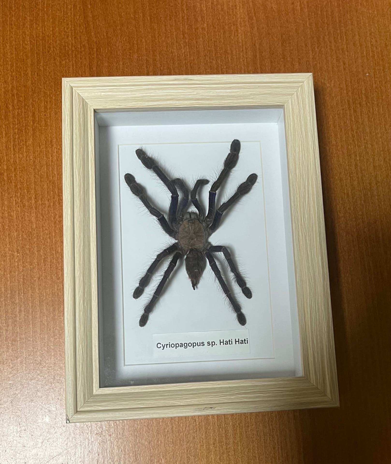 Bird in a frame (Cyriopagopus Sp. Hati Hati) on Terra Market