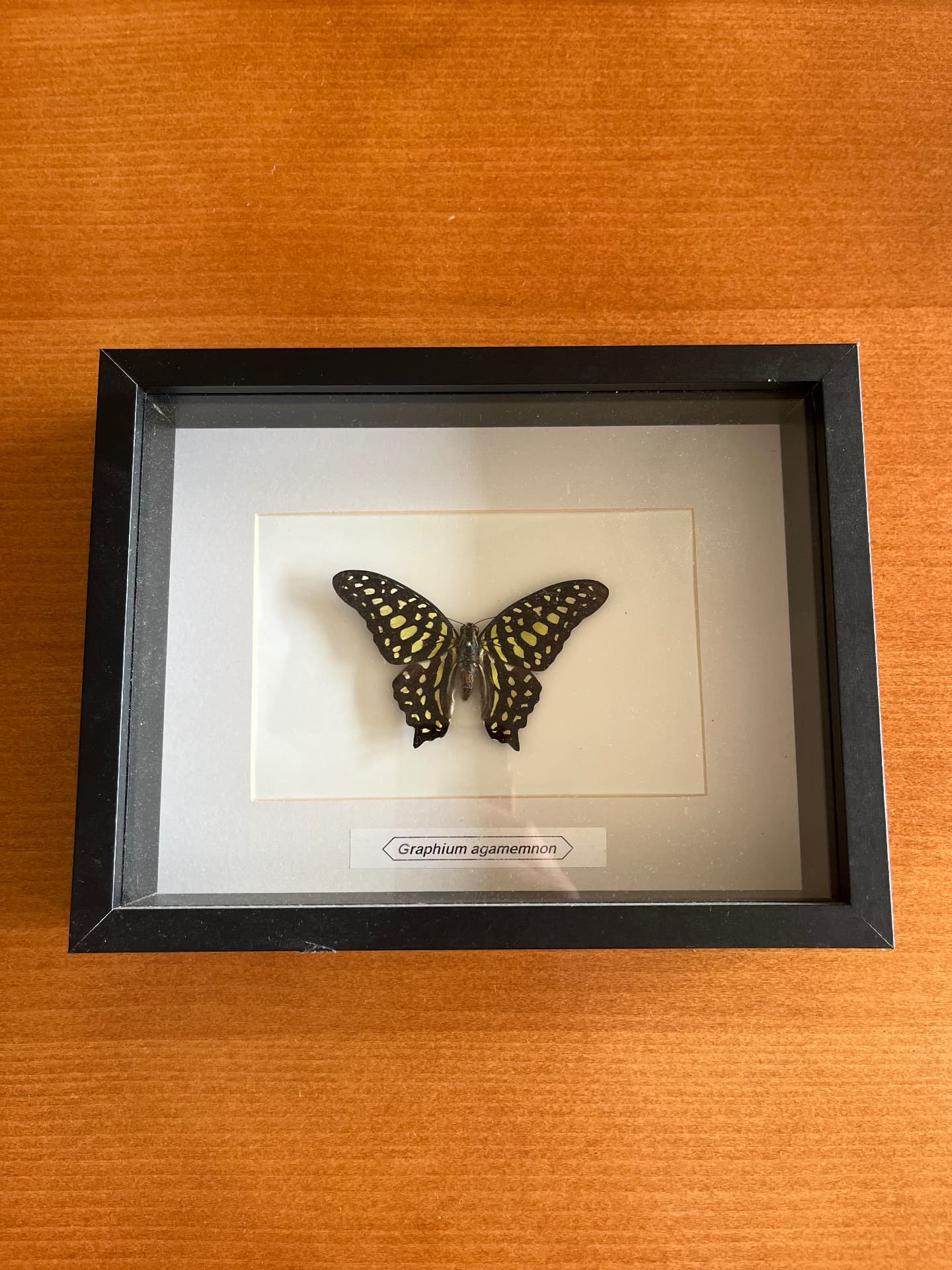 Butterfly in a frame on Terra Market
