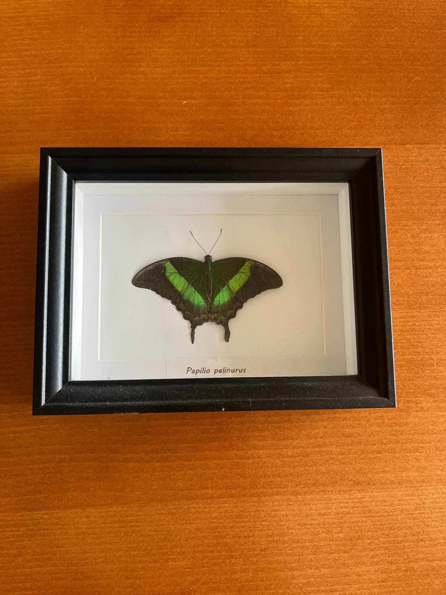 Butterfly in a frame on Terra Market