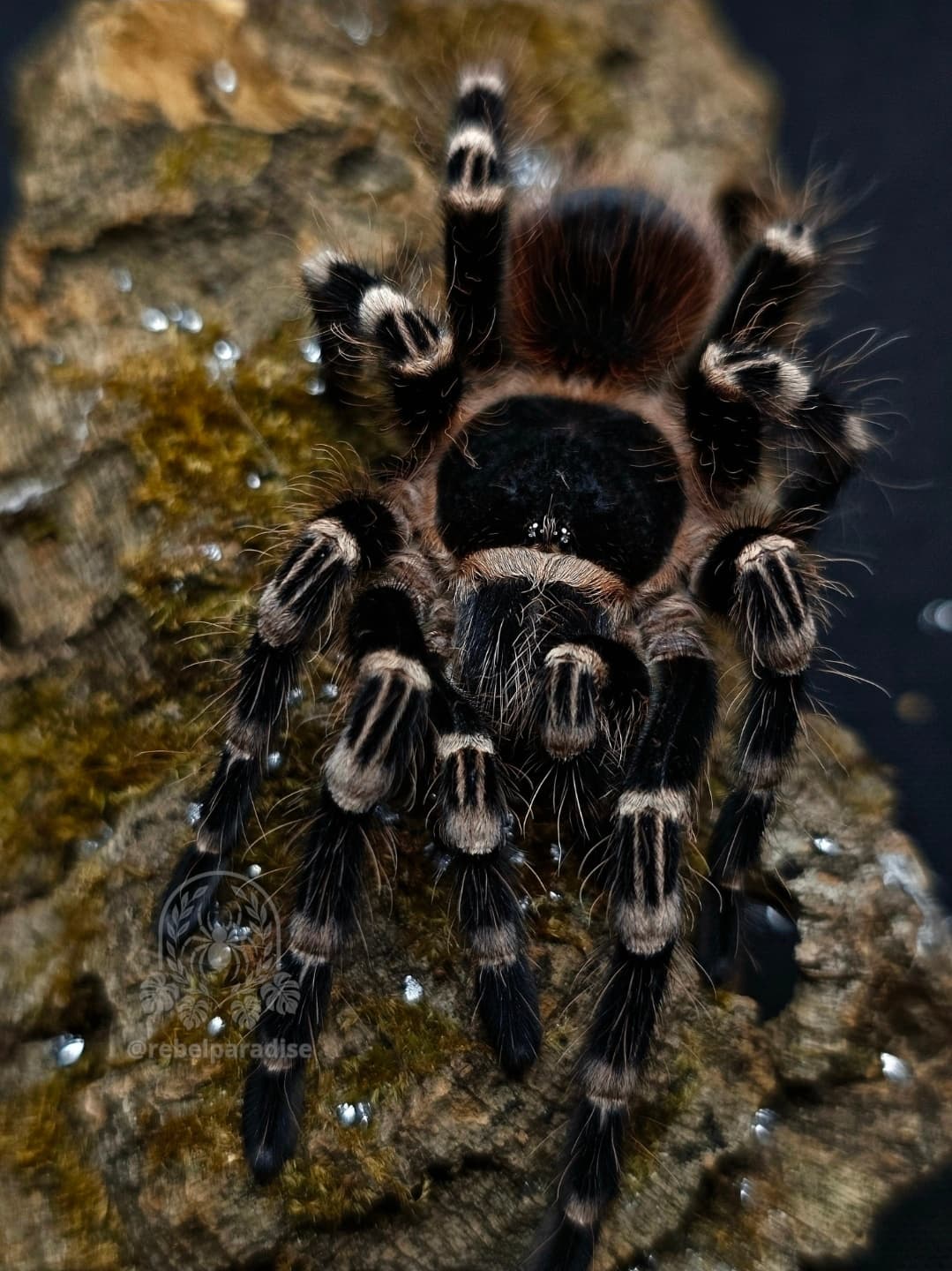Acanthoscurria geniculata - Ptasznik Acanthoscurria geniculata L1 | Terra Market