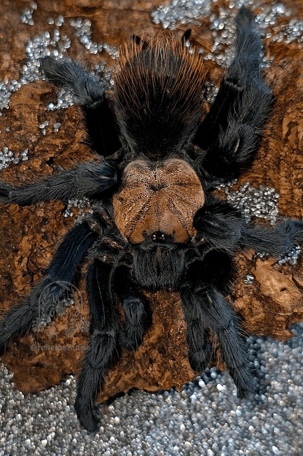 Brachypelma albiceps - Ptasznik Brachypelma albiceps samica 3DC | Terra Market