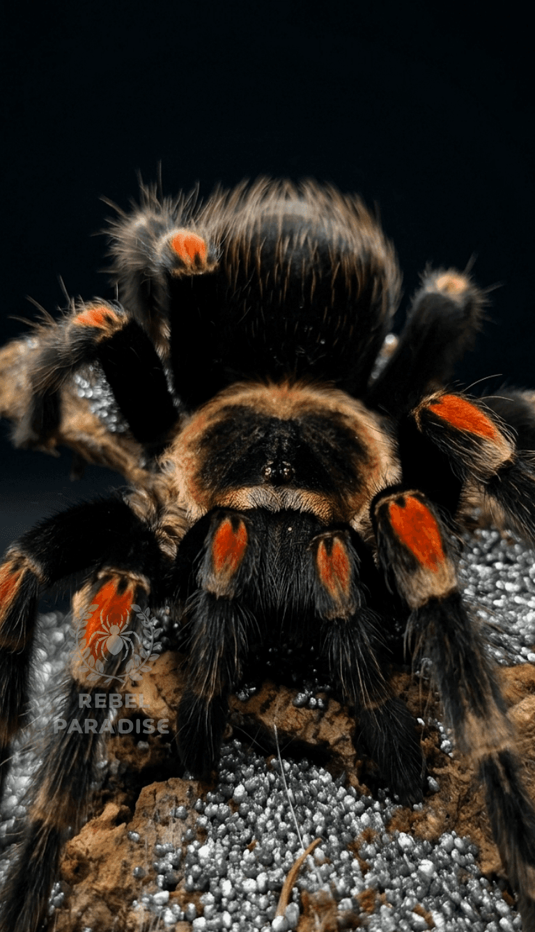 Brachypelma auratum - Ptasznik Brachypelma auratum samica 3DC | Terra Market