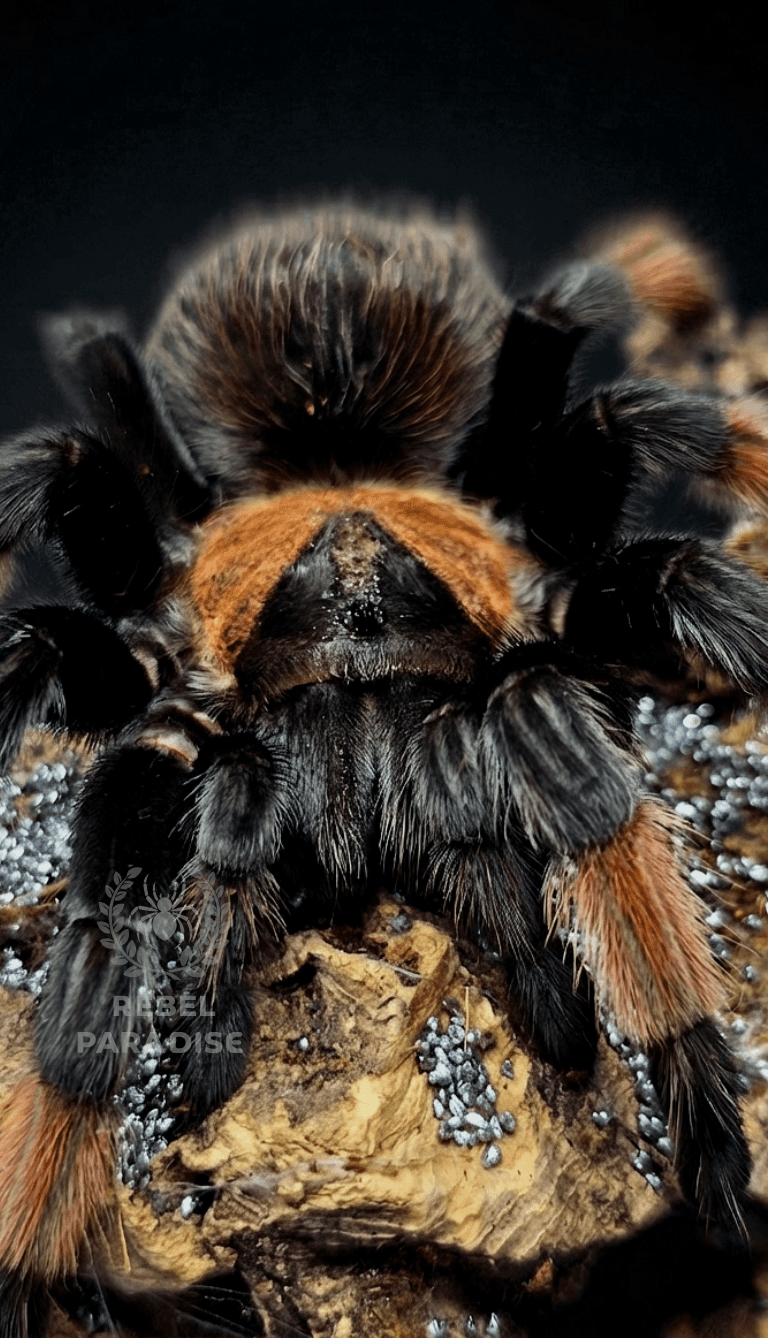 Brachypelma emilia - Ptasznik Brachypelma emilia L3 | Terra Market