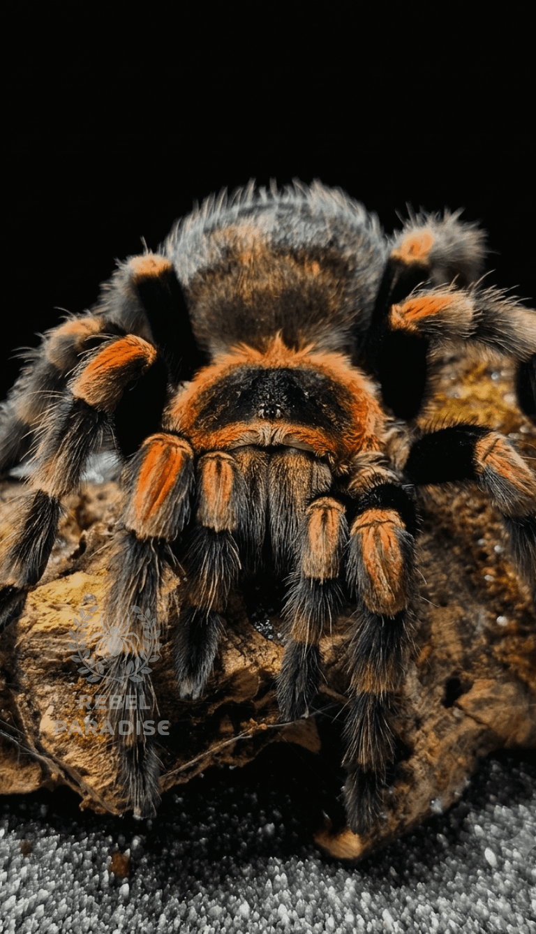 Brachypelma hamorii - Ptasznik Brachypelma hamorii L1 | Terra Market