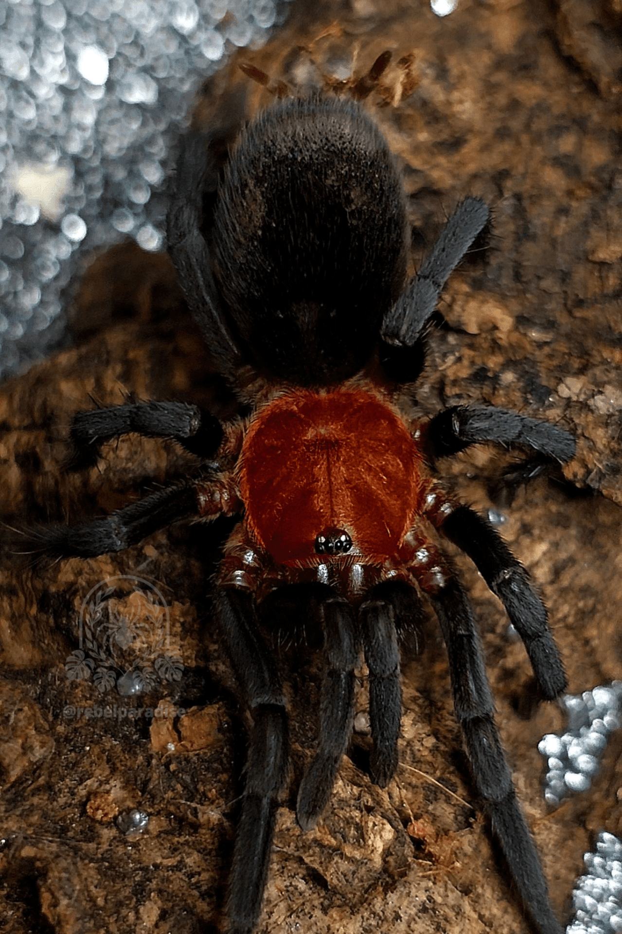 Bumba horrida - Ptasznik Bumba horrida samica 3DC | Terra Market