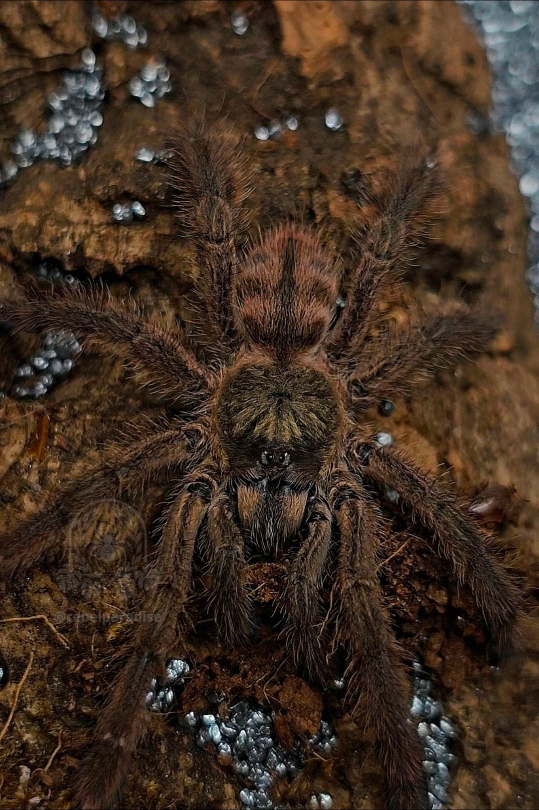 Caribena laeta - Ptasznik Caribena laeta samica 3DC | Terra Market