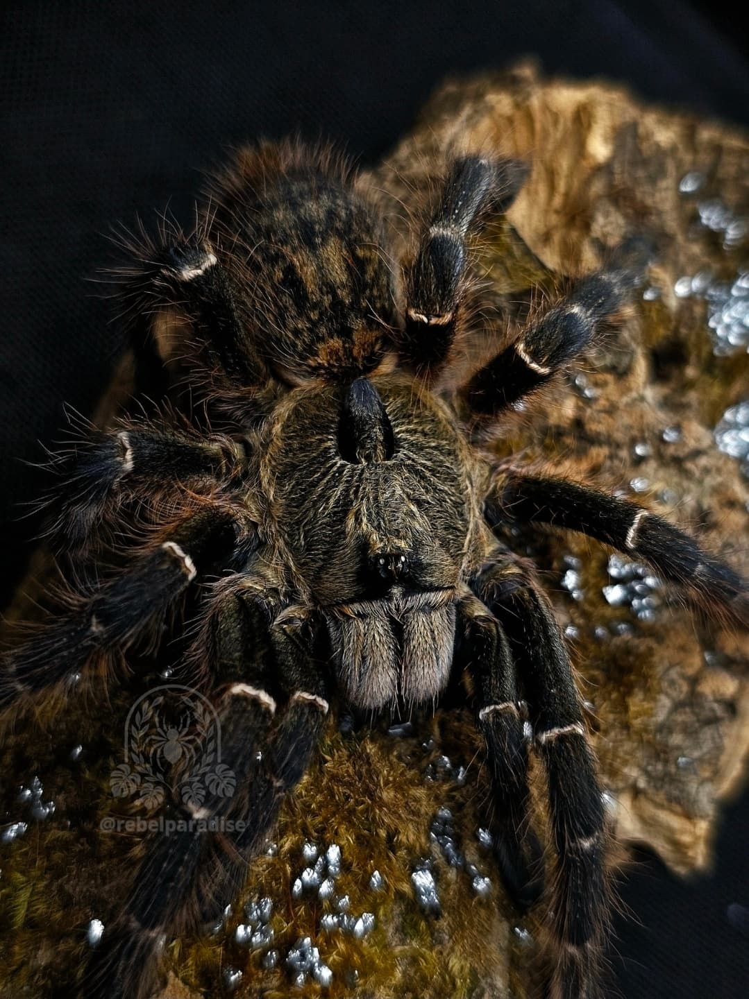 Ceratogyrus darlingi - Ptasznik Ceratogyrus laeta darlingi samica 2DC | Terra Market