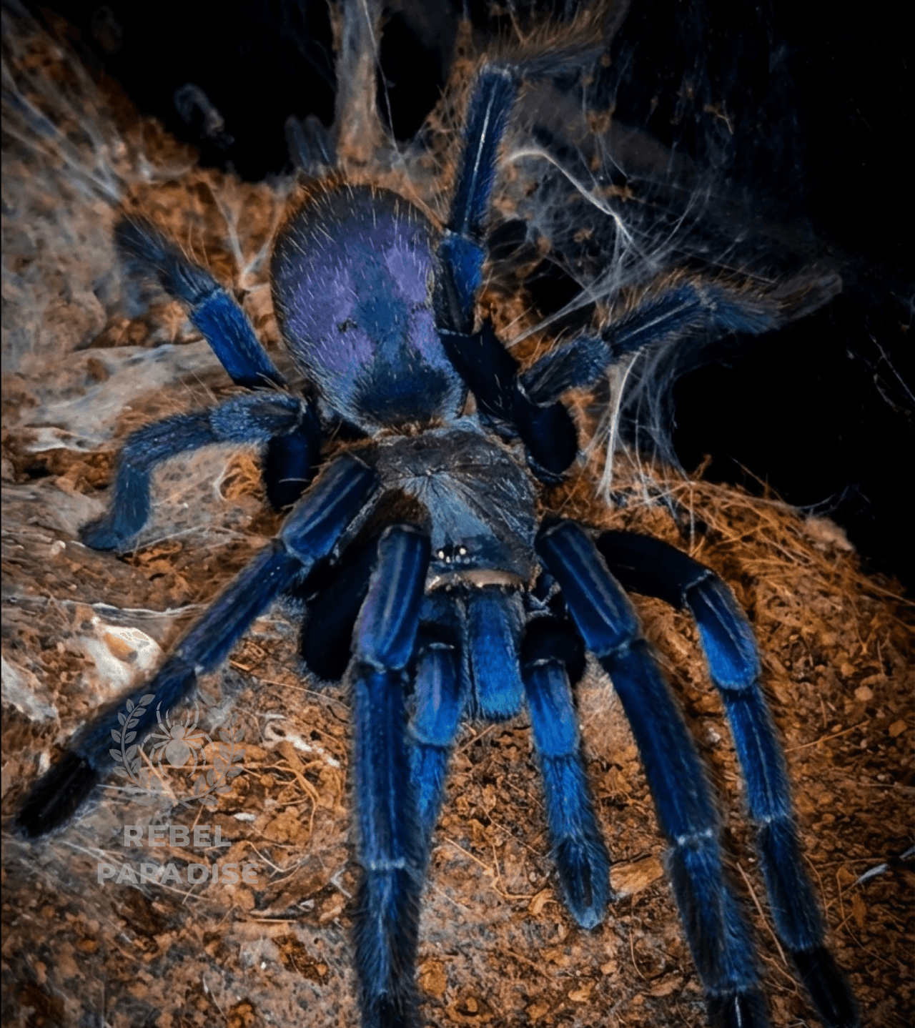 Chilobrachys sp. Blue Vietnam - Ptasznik Chilobrachys blue vietnam samica 3DC | Terra Market