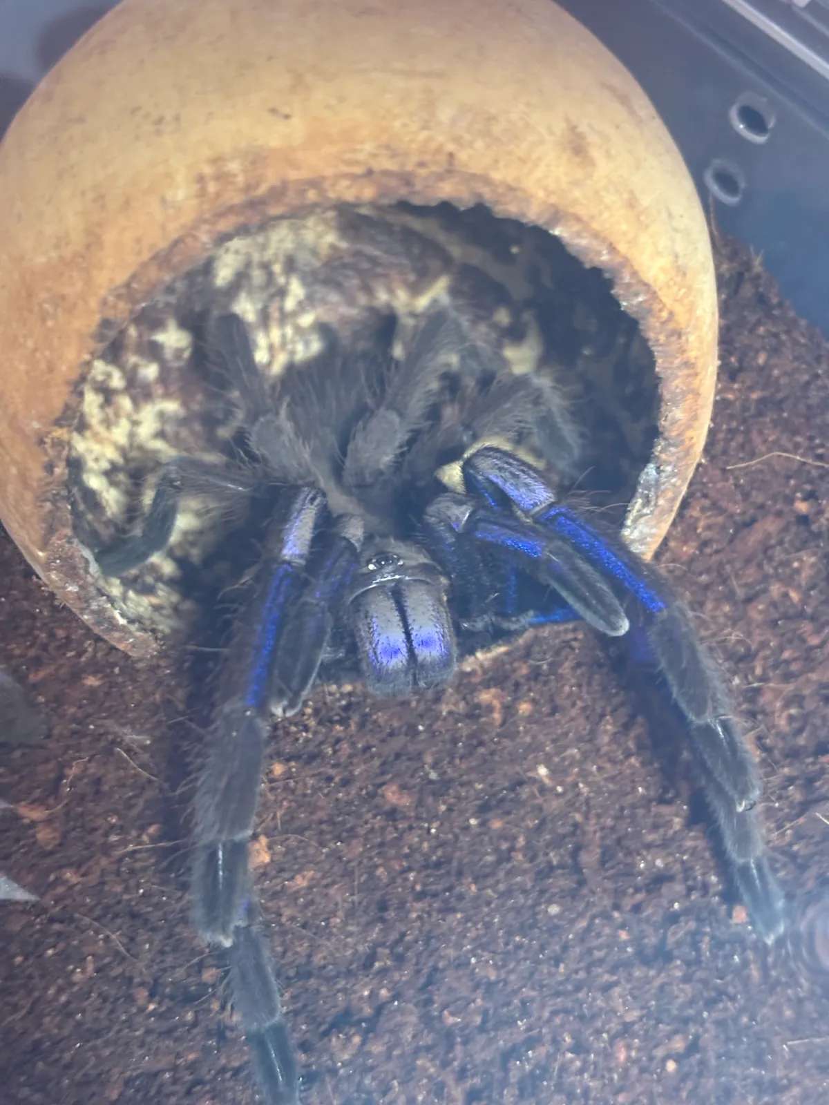 Chilobrachys natanicharum - Ptasznik Chilobrachys electric blue samica 3DC | Terra Market