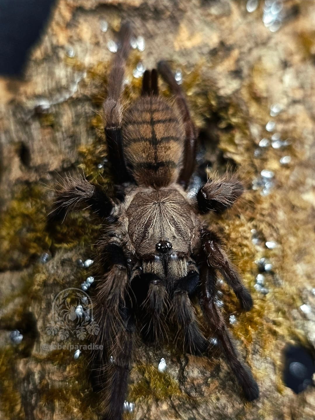 Chilobrachys fimbriatus - Ptasznik Chilobrachys fimbriatus samica 3DC | Terra Market
