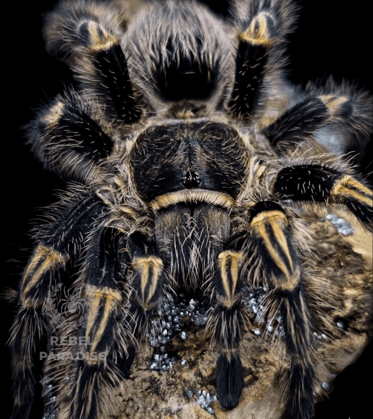 Grammostola pulchripes - Ptasznik Grammostola pulchripes samica 2DC | Terra Market