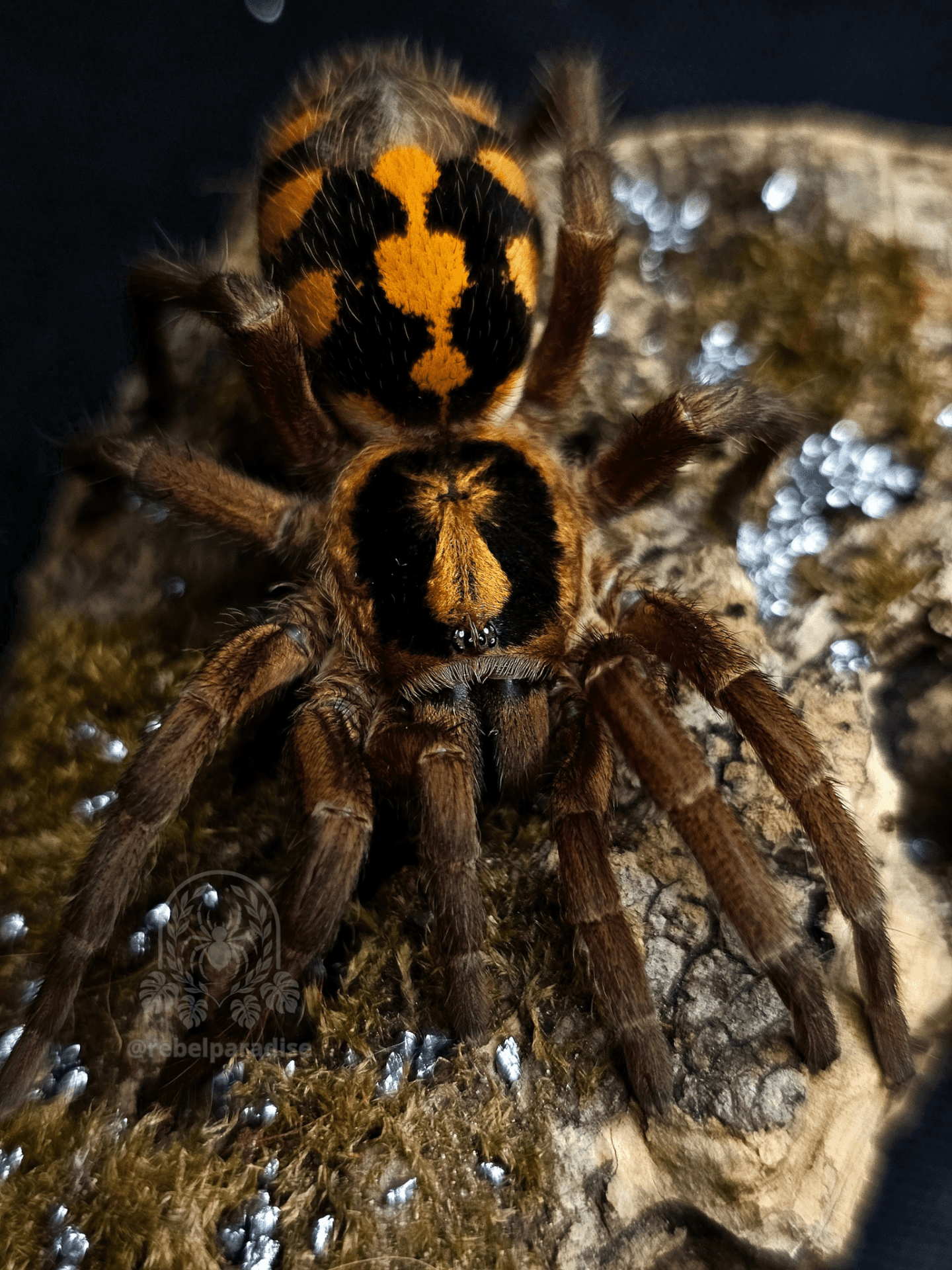 Ptasznik Hapalopus formosus samica 2.5DC