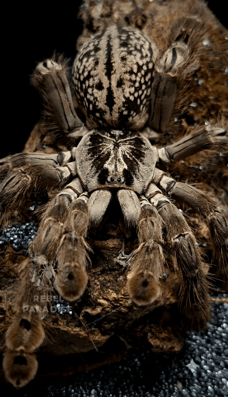 Ptasznik Heteroscodra maculata samica 2.5DC