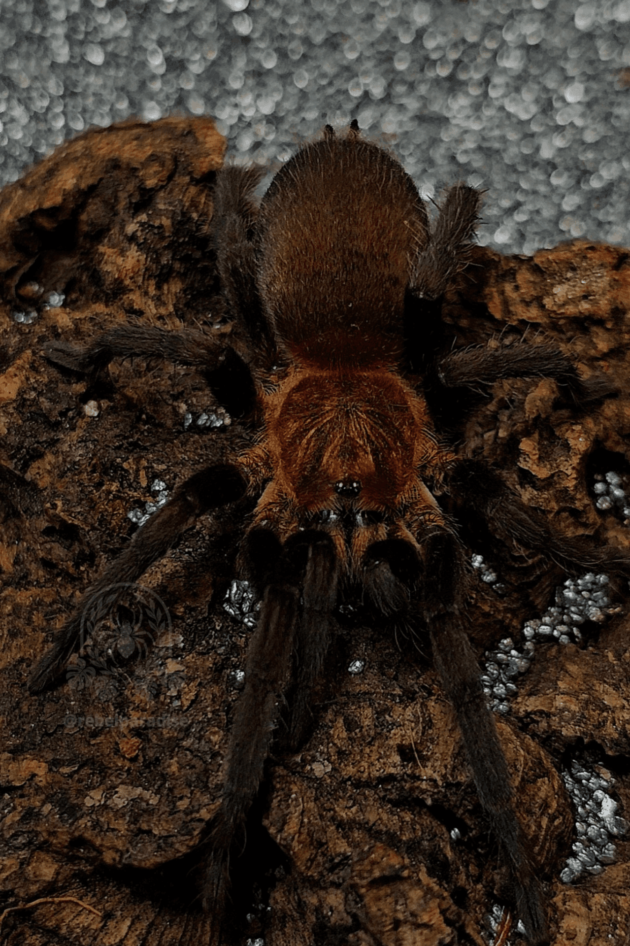 Holothele longipes - Ptasznik Holothele longipes 2.5DC | Terra Market