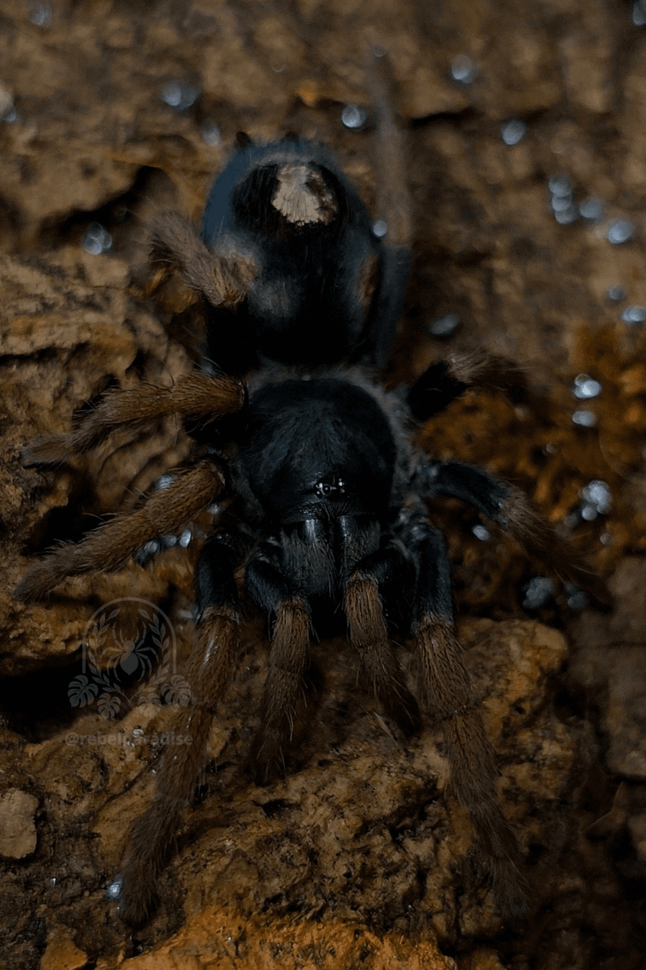 Kochiana brunnipes - Ptasznik Kochiana brunnipes L3 | Terra Market