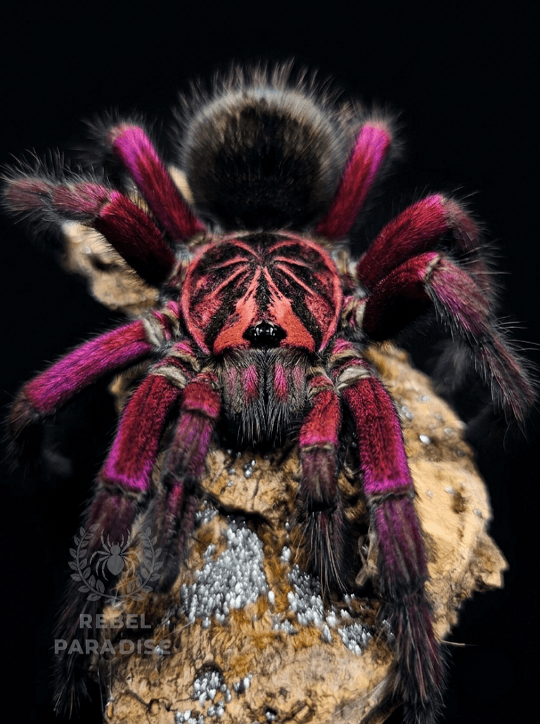 Pamphobeteus sp. Machala - Ptasznik Pamphobeteus sp machala samica 2DC | Terra Market