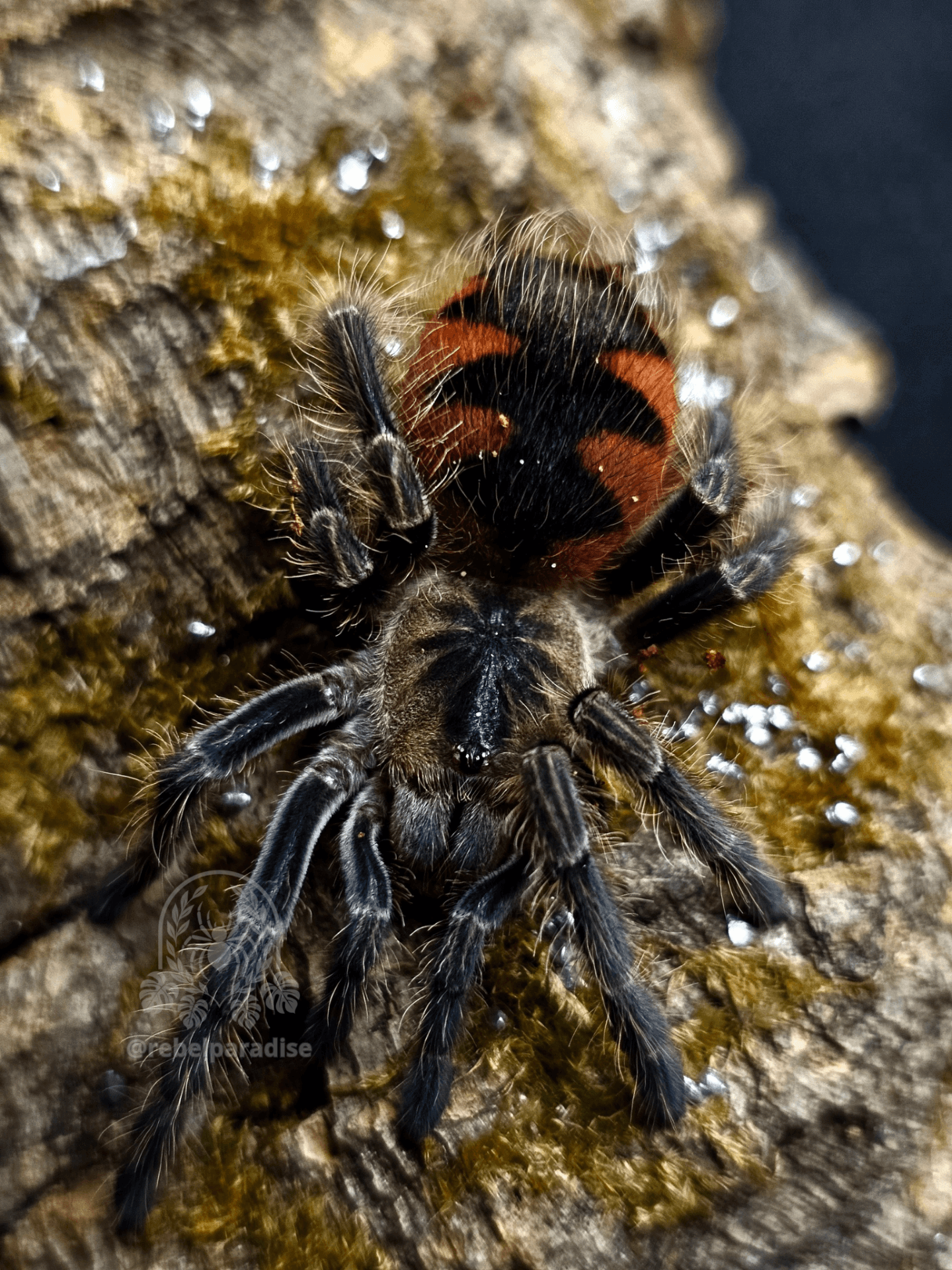 Pamphobeteus sp. Mascara - Ptasznik Pamphobeteus sp mascara samiec 4DC | Terra Market