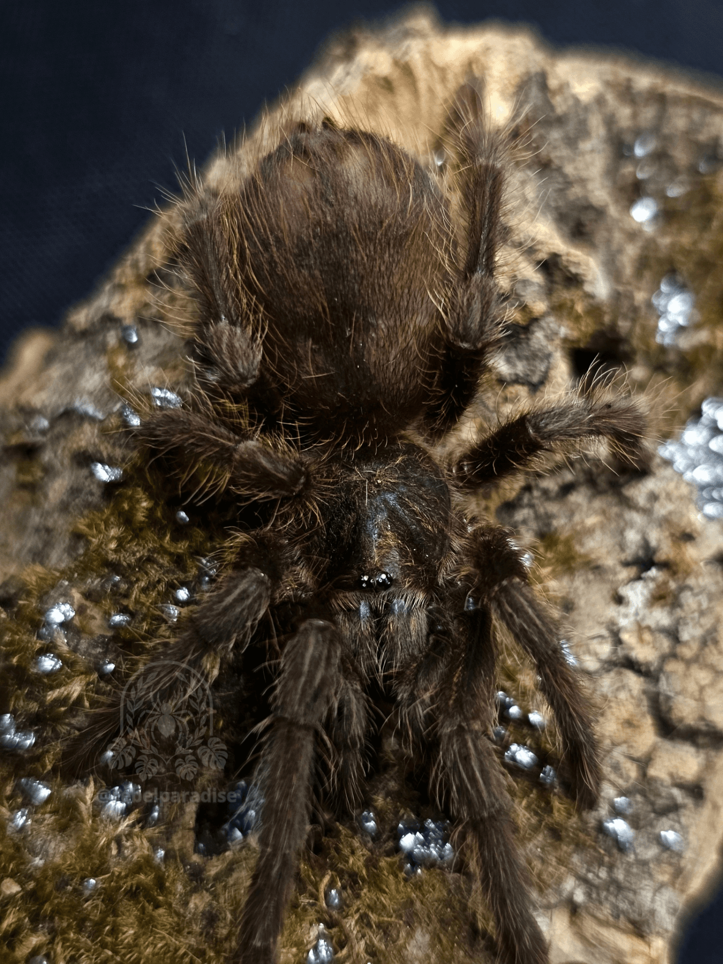 Ptasznik Phormictopus auratus samica 3DC