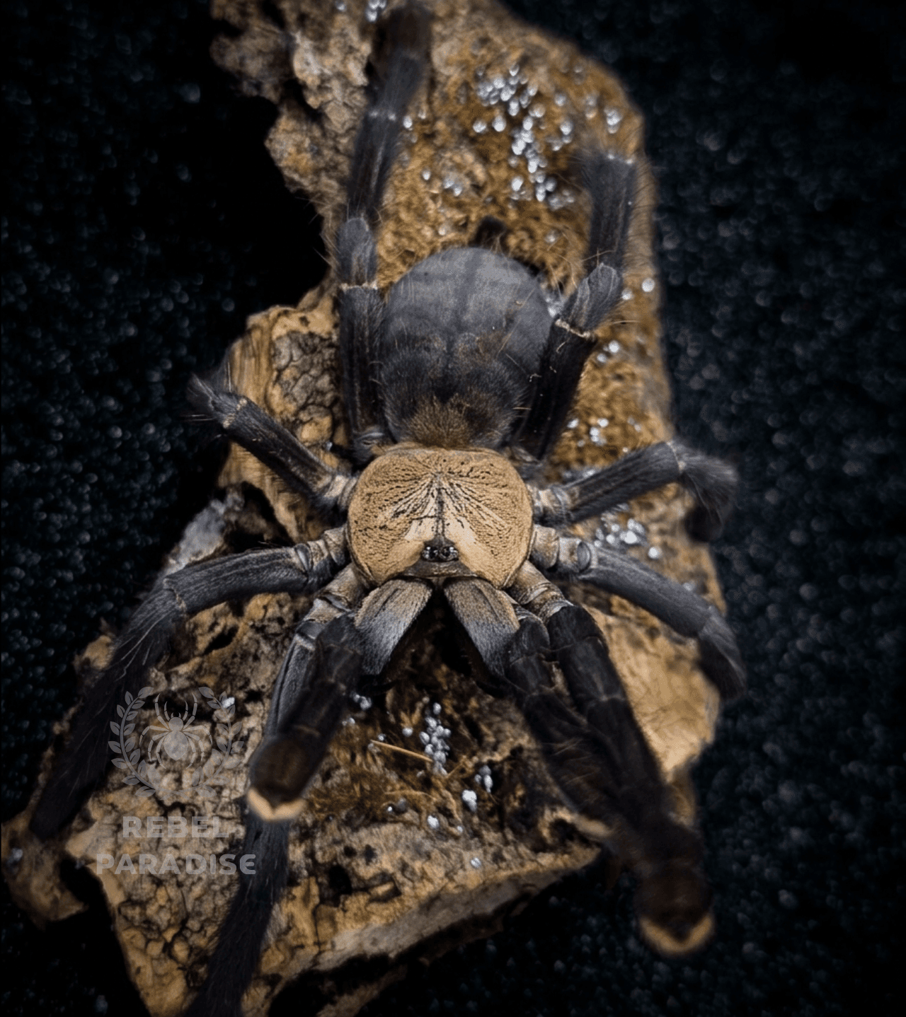 Cyriopagopus sp. Hati Hati - Ptasznik Phormingochilus hati hati samica 2.5DC | Terra Market