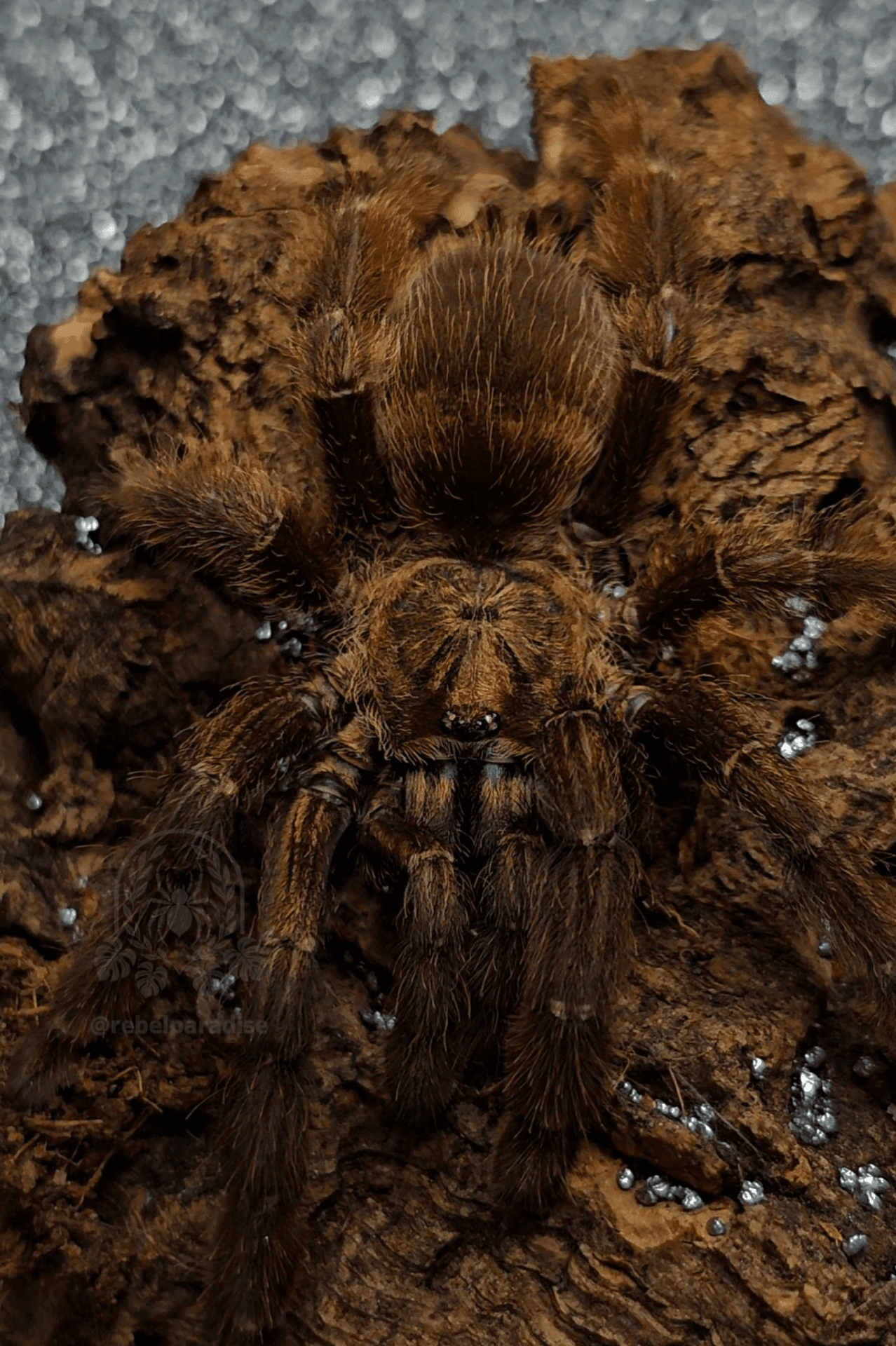 Ptasznik Psalmopoeus reduncus 2.5DC