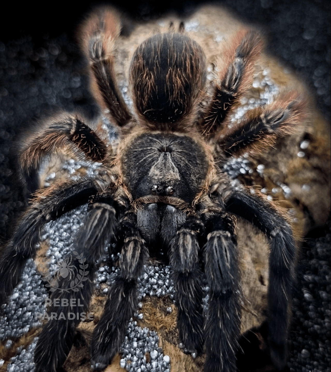 Ptasznik Psalmopoeus victori 2.5DC