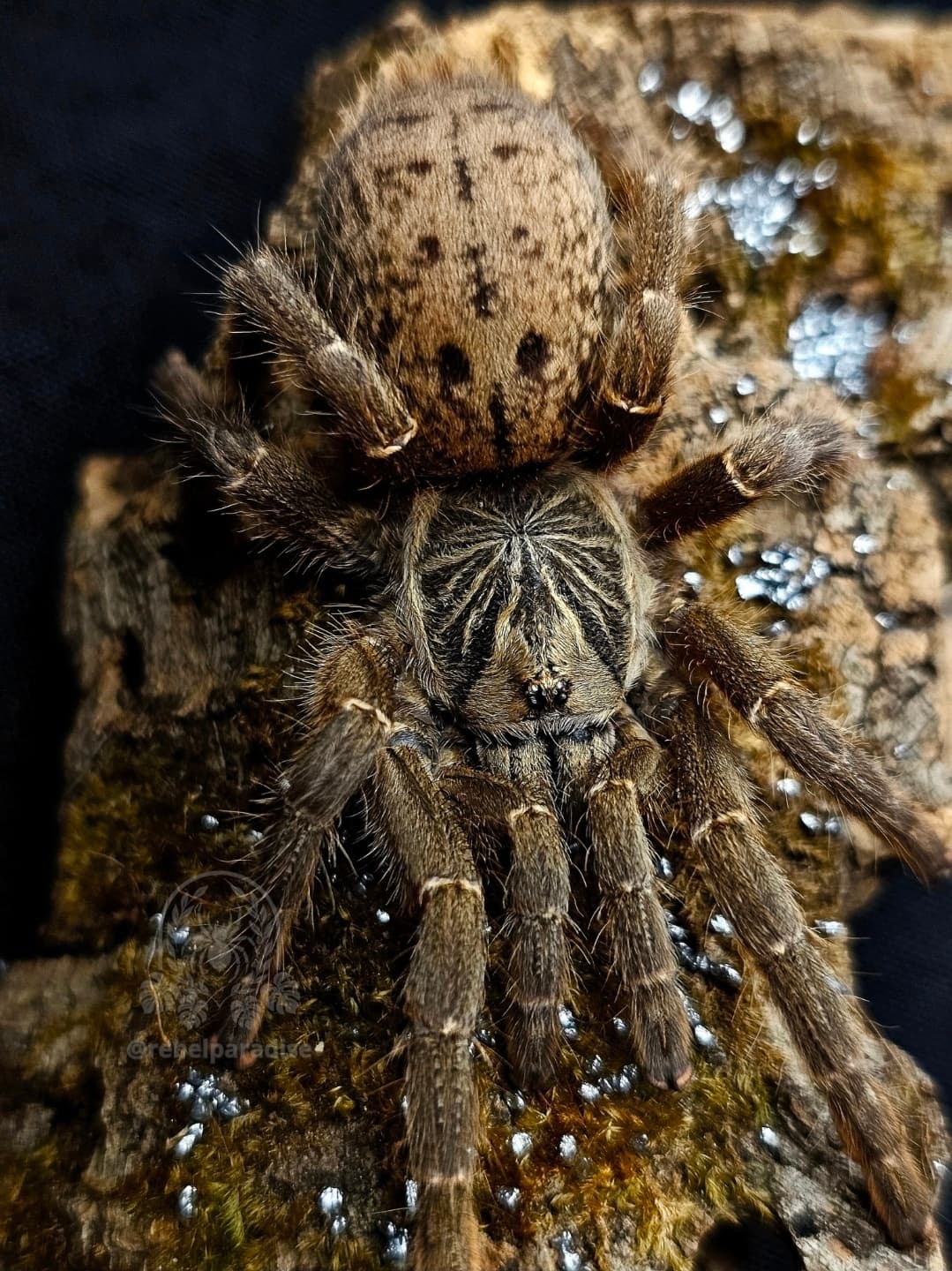 Ptasznik Pterinochilus lugardi 3DC