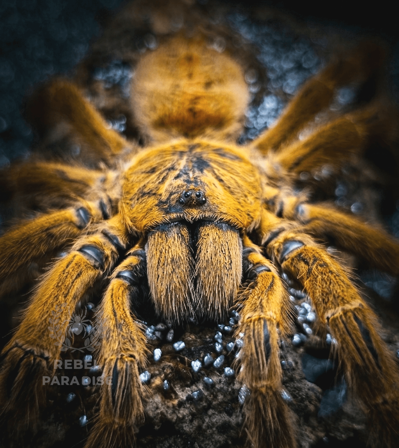 Ptasznik Pterinochilus murinus usambara 2.5DC