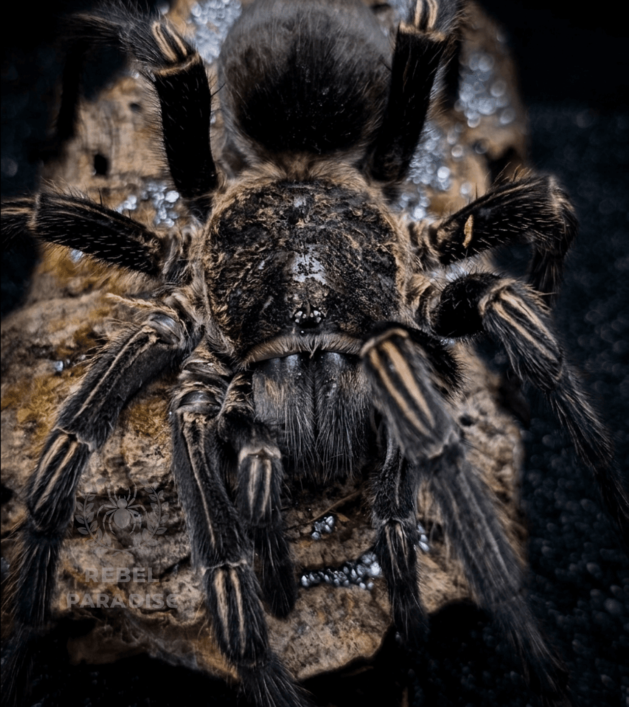 Ptasznik Thrixopelma pruriens 2DC