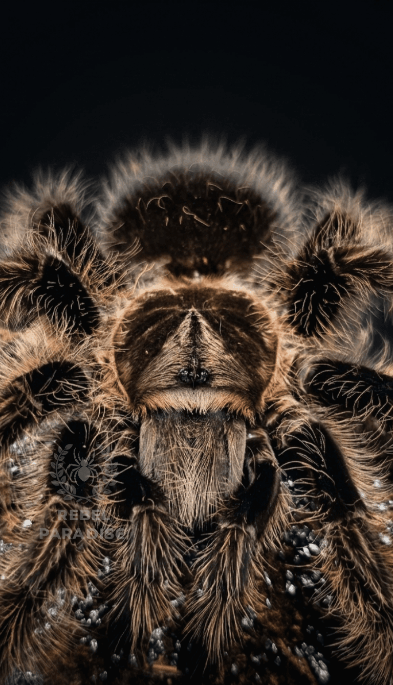 Ptasznik Tliltocatl albopilosus nicaragua 4DC