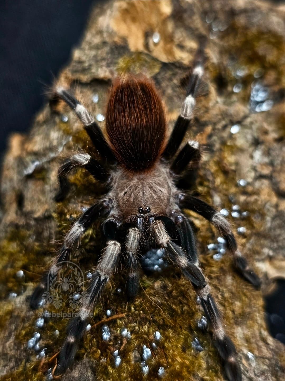 Ptasznik Nhandu chromatus samica 3DC
