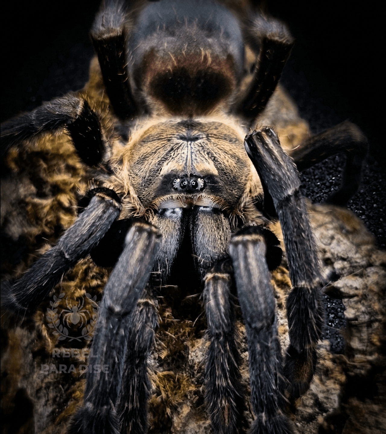 Ptasznik Amazonius burgessi L3