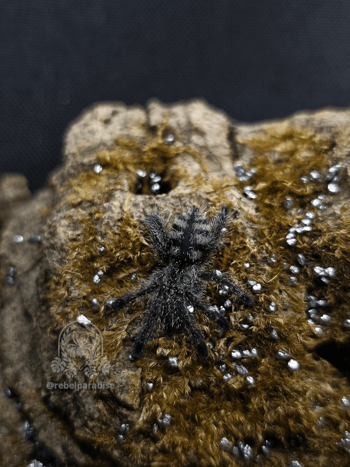 Ptasznik Avicularia purpurea L3