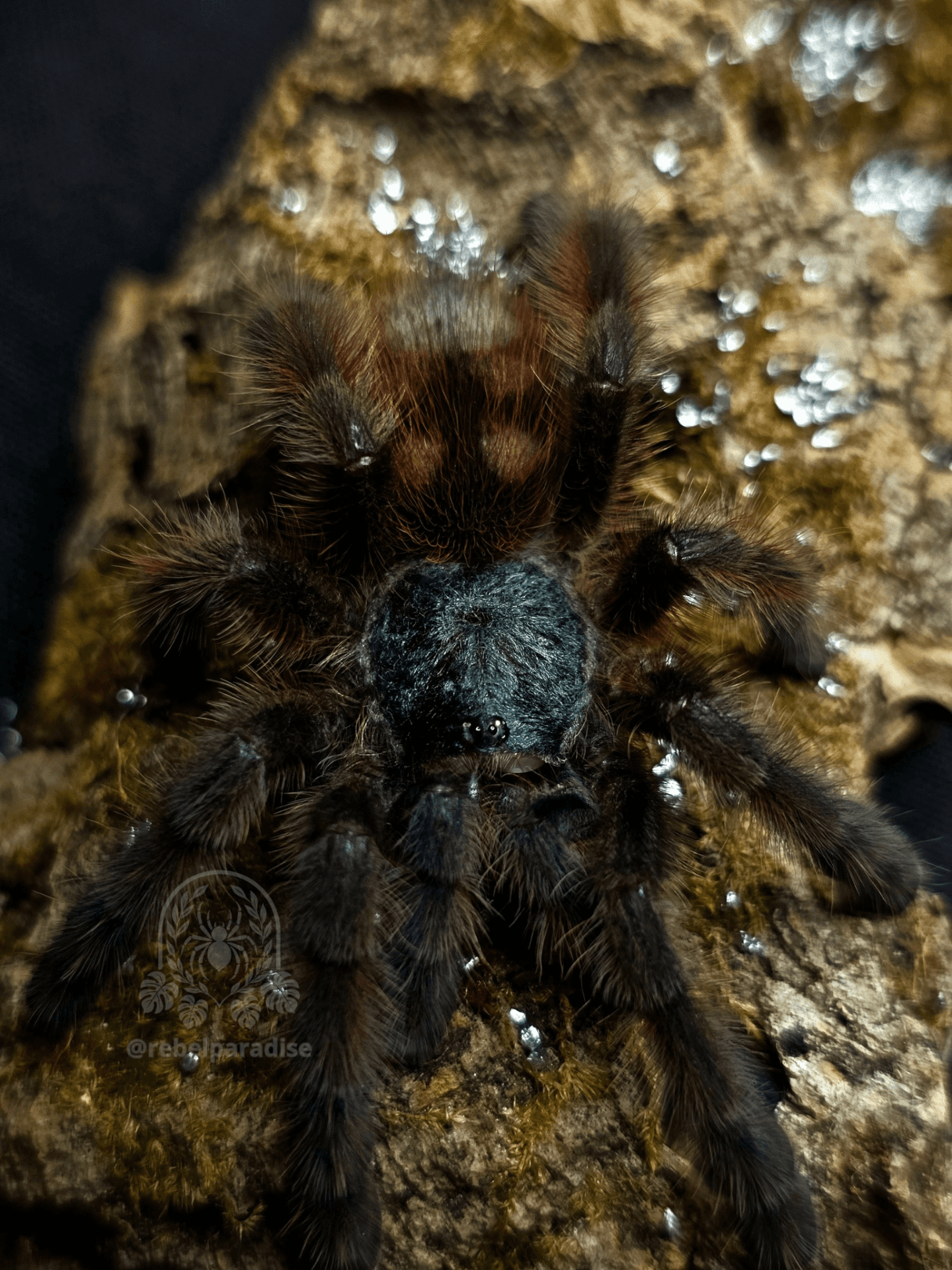 Ptasznik Caribena versicolor L3