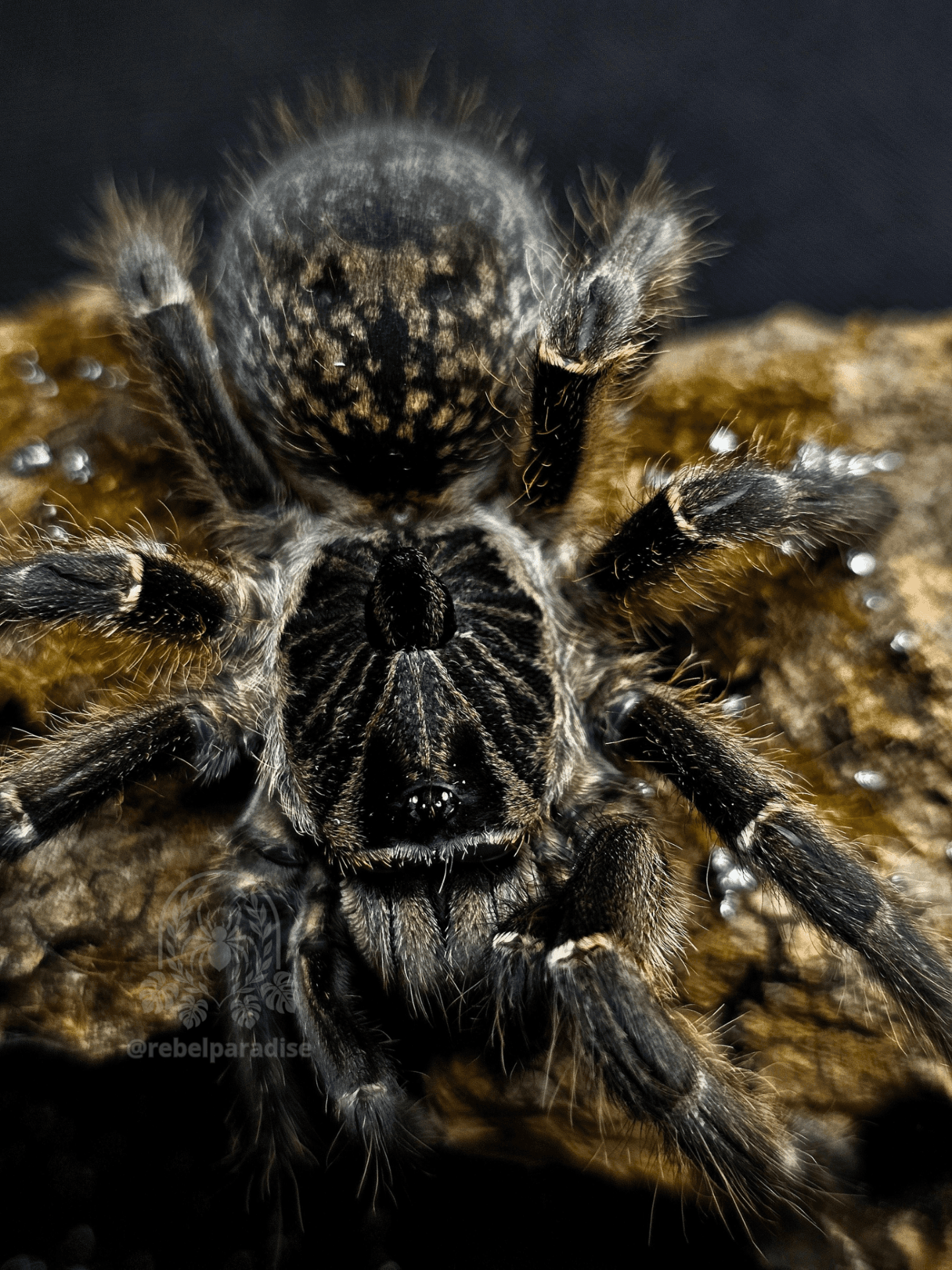Ptasznik Ceratogyrus marshalli L3