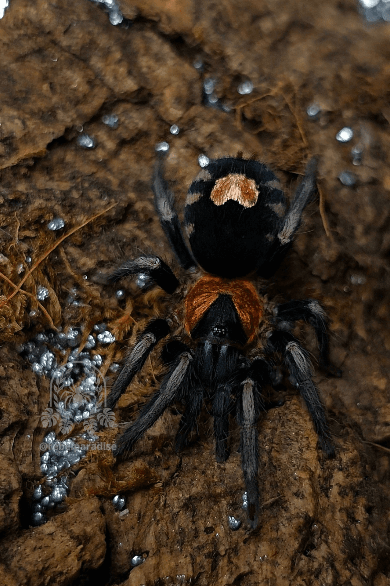 Ptasznik Cyriocosmus elegans samica 1.5DC