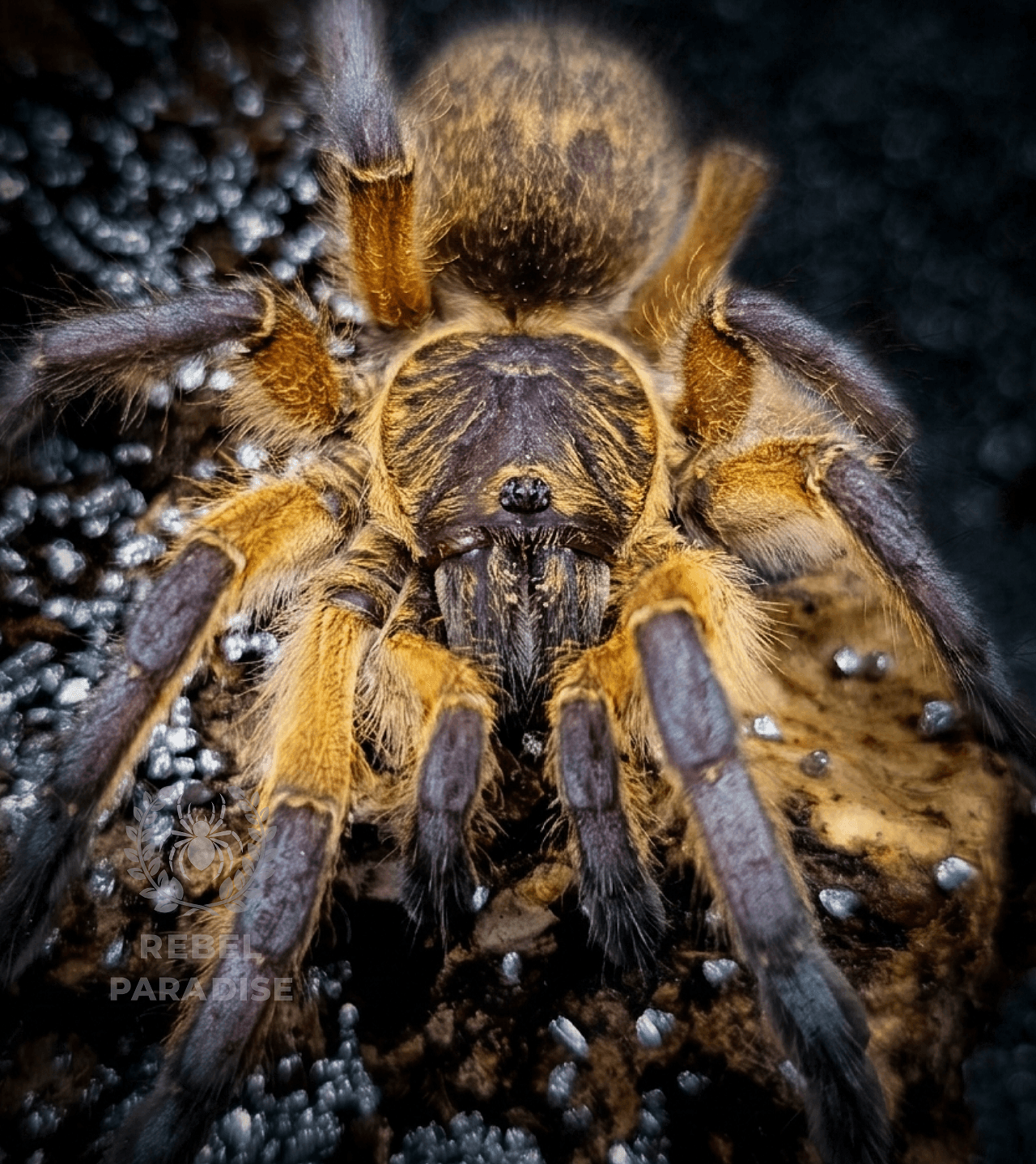 Ptasznik Harpactira pulchripes L3