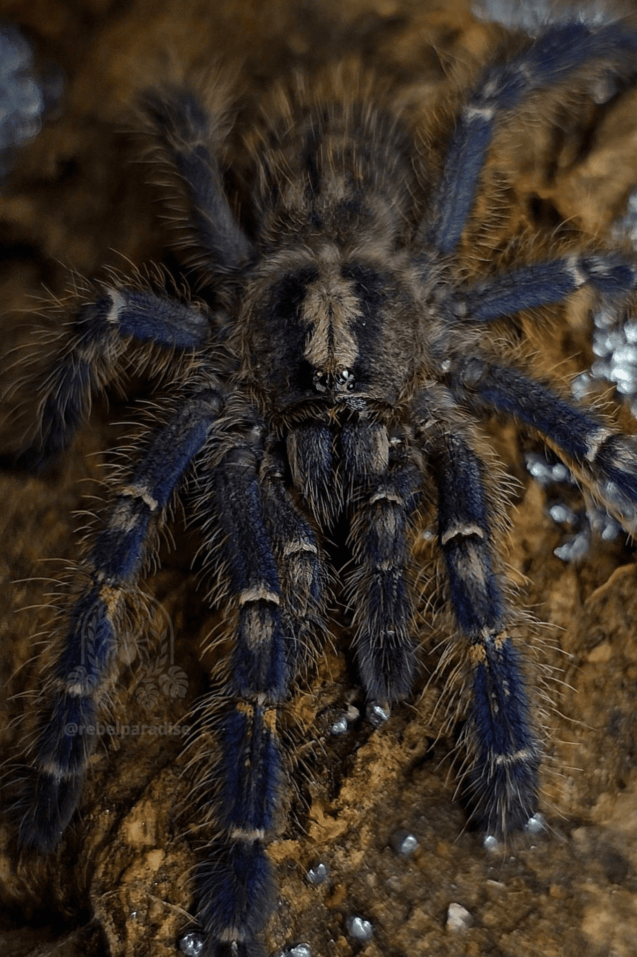 Ptasznik Poecilotheria metallica L4