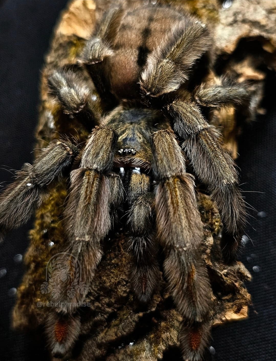 Ptasznik Psalmopoeus cambridgei L3