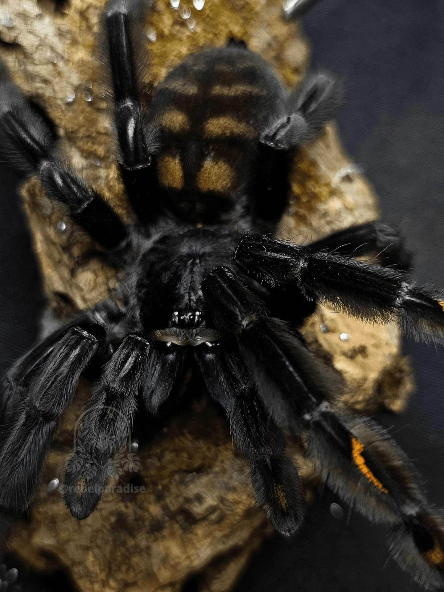 Ptasznik Psalmopoeus irminia L3