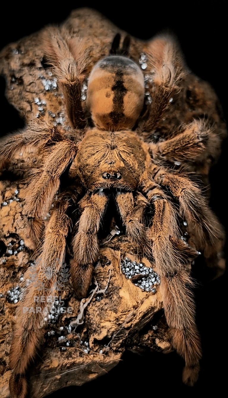 Ptasznik Psalmopoeus pulcher L3