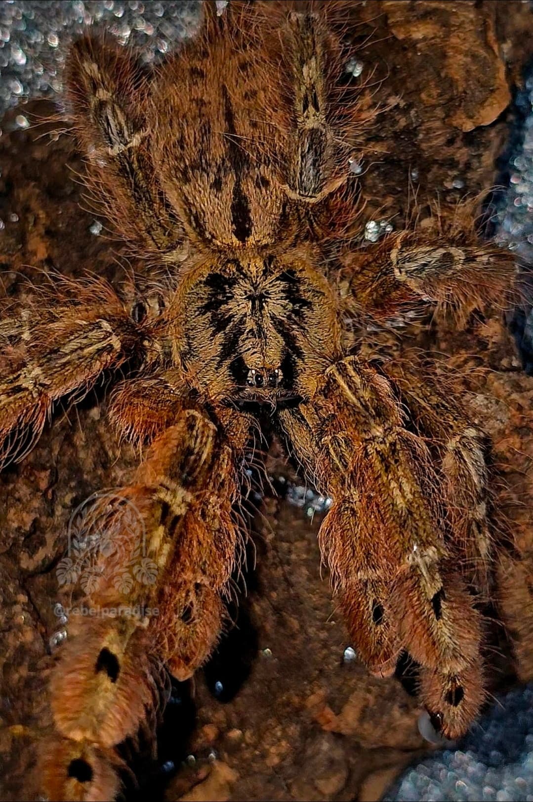 Ptasznik Stromatopelma calceatum L3