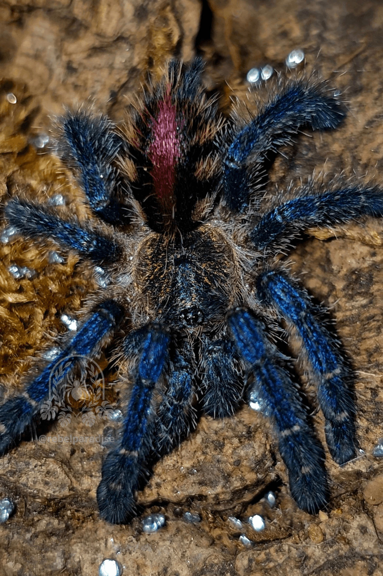 Ptasznik Ybyrapora diversipes L3