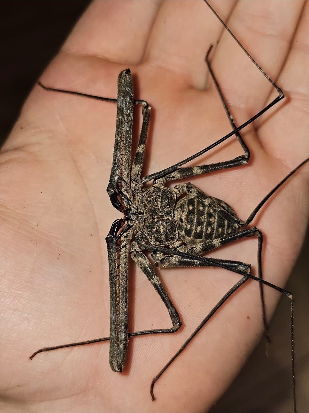 Damon medius - Amblopyga Damon medius SUB/ADULT | Terra Market