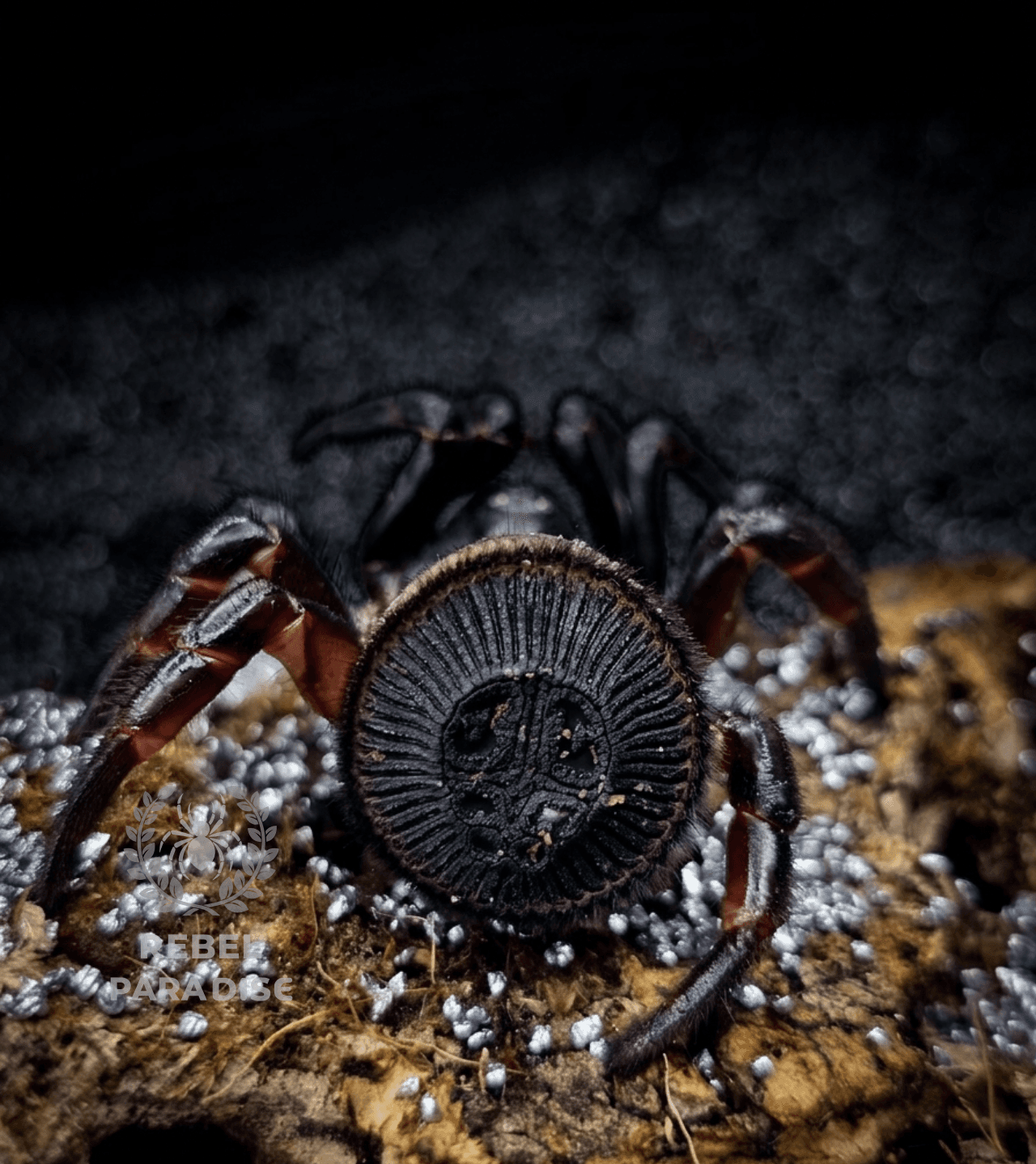 Cyclocosmia latusicosta - Pająk "oreo" Cyclocosmia latusicata samica ADULT | Terra Market