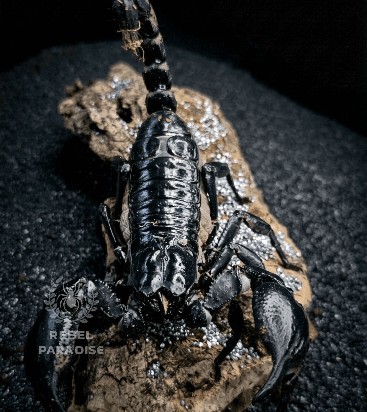 Heterometrus silenus - Heterometrus silenus Scorpion SUB/ADULT | Terra Market