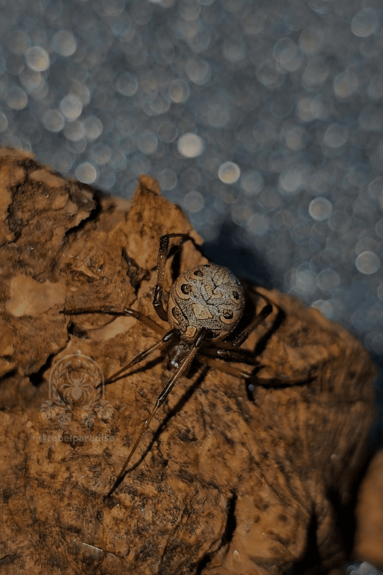 Latrodectus geometricus - Female Latrodectus geometricus black widow spider (ADULT) | Terra Market