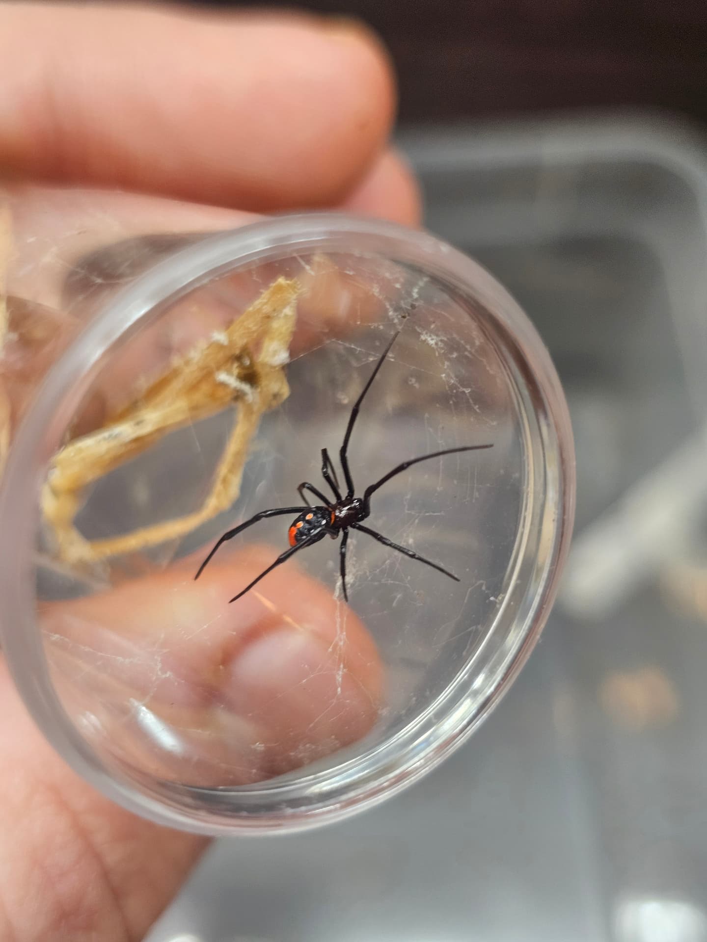 Latrodectus menavodi - Pająk wdowa Latrodectus menavodi samica SUBADULT | Terra Market