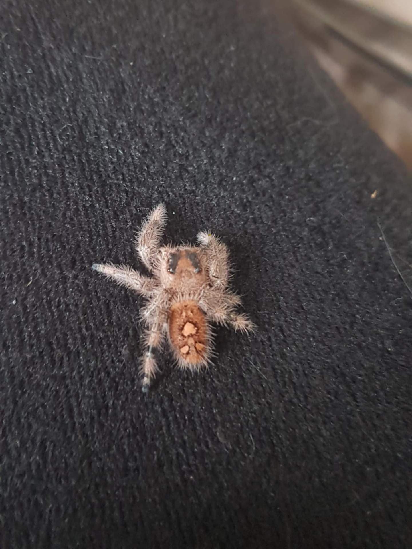 Phidippus regius - Skakun Phidippus regius everglades L3 | Terra Market